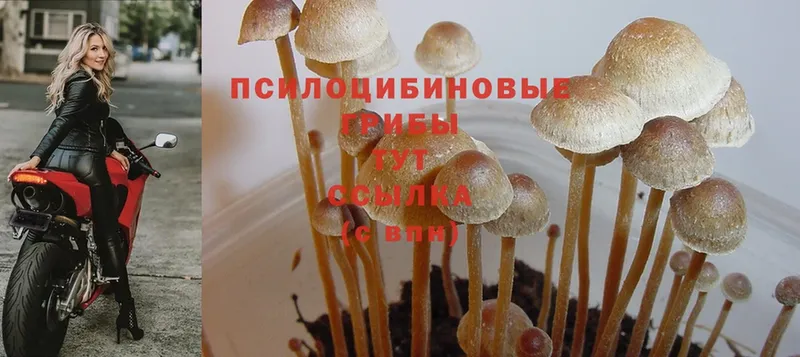 Псилоцибиновые грибы Magic Shrooms  ОМГ ОМГ   Улан-Удэ 