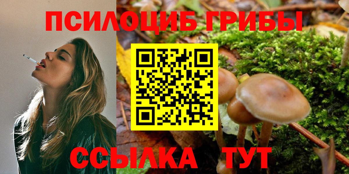 Псилоцибиновые грибы Psilocybe Улан-Удэ